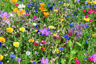 Logo trade business gift photo of: Mix flowerseeds disc