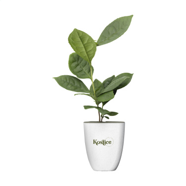 Logotrade promotional item image of: Treemore Letterbox Trees Tea plant