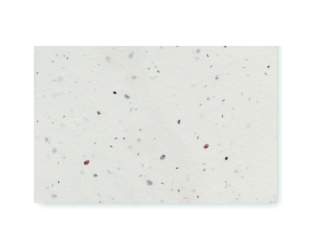 Logotrade advertising product image of: Wildflower seed business card.