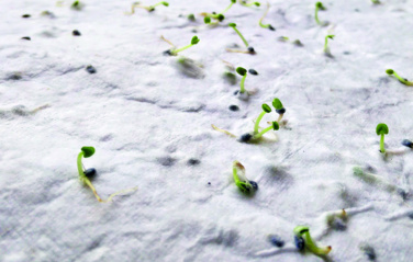 Logotrade promotional gift image of: Wildflower seed business card.