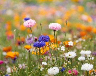 Logotrade profilreklam bild: A6 fröpappersark vildblommor